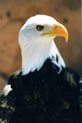 Bald Eagle
